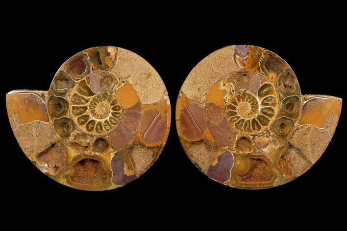 Cut & Polished Jurassic Ammonite - Madagascar #127253